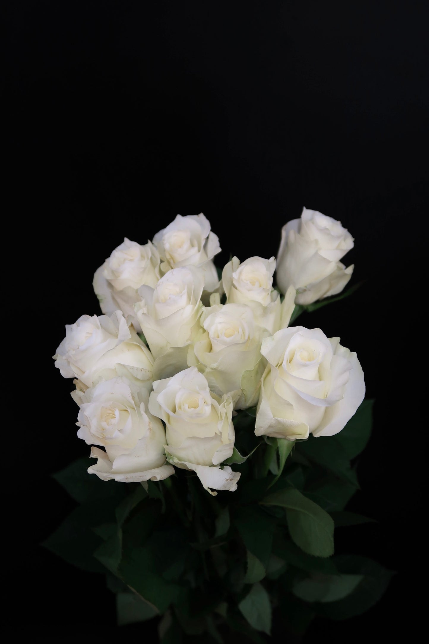 Rose - Pride White