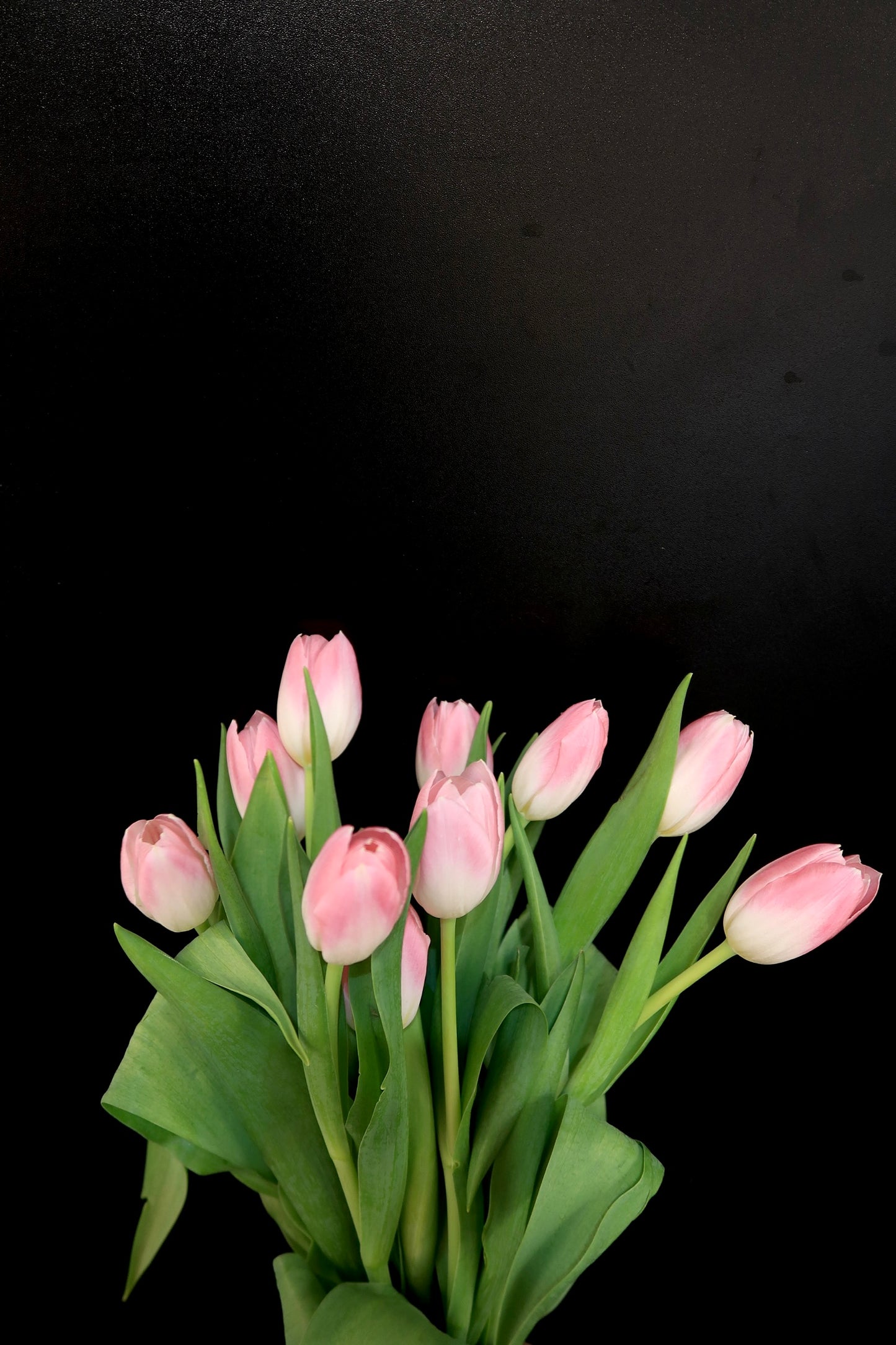 Tulip - Pink