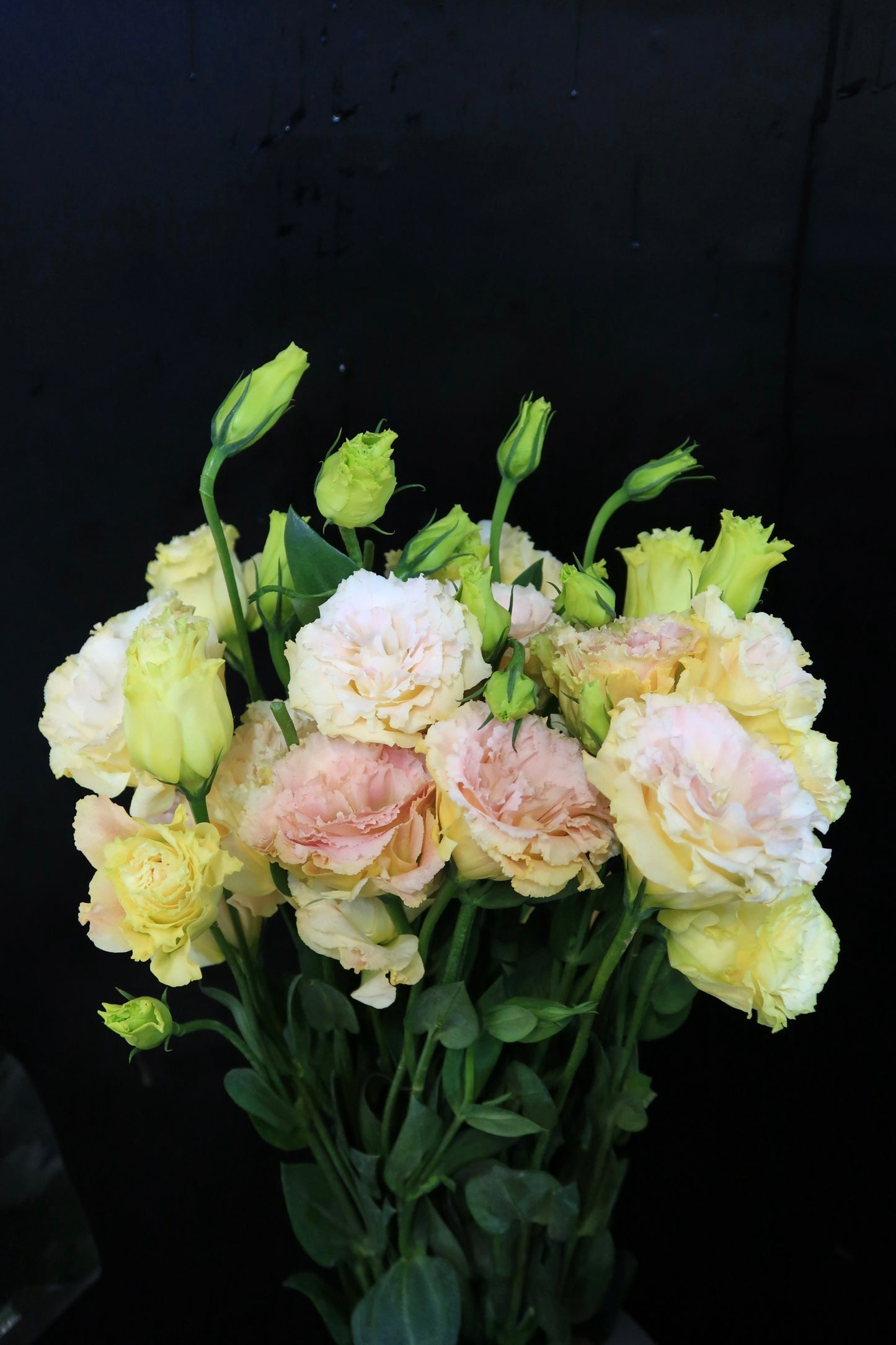 Eustoma Wave - Champagne