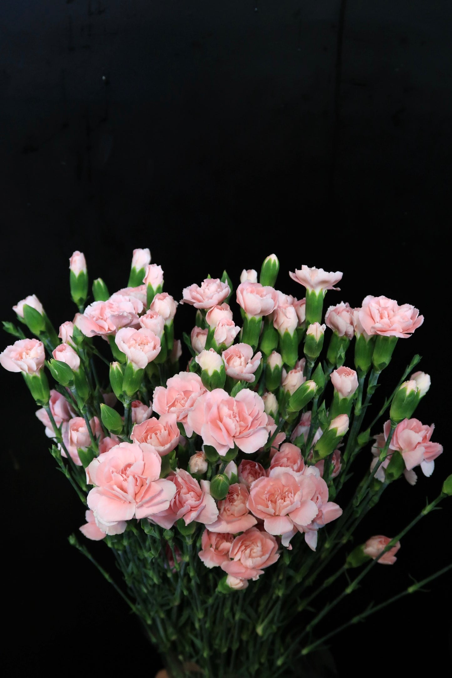 Spray Carnation - Light Pink