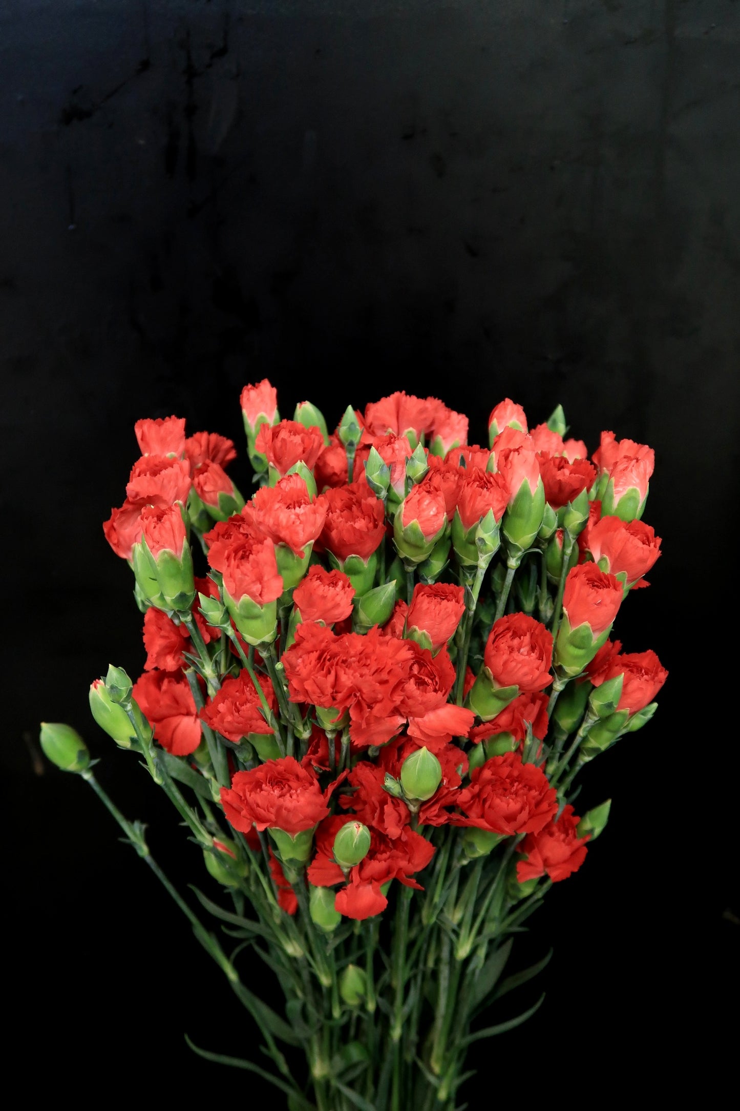 Spray Carnation - Red