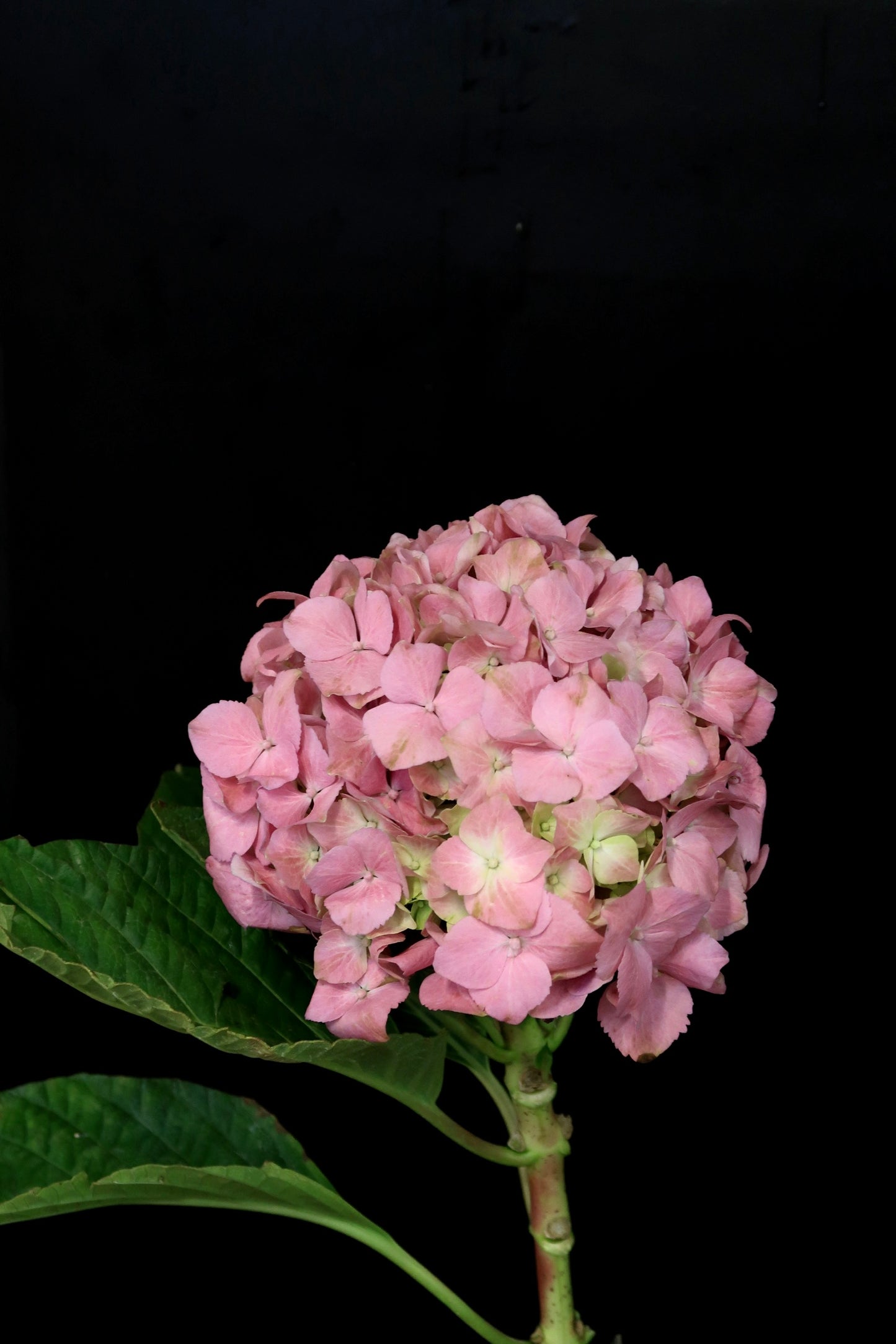 Hydrangea - Pink