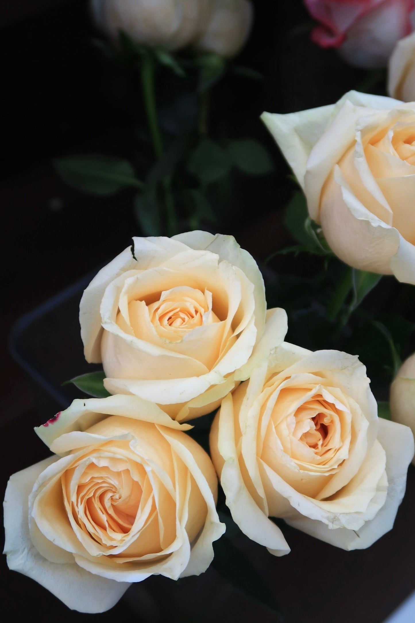 Rose - Champagne Avalanche