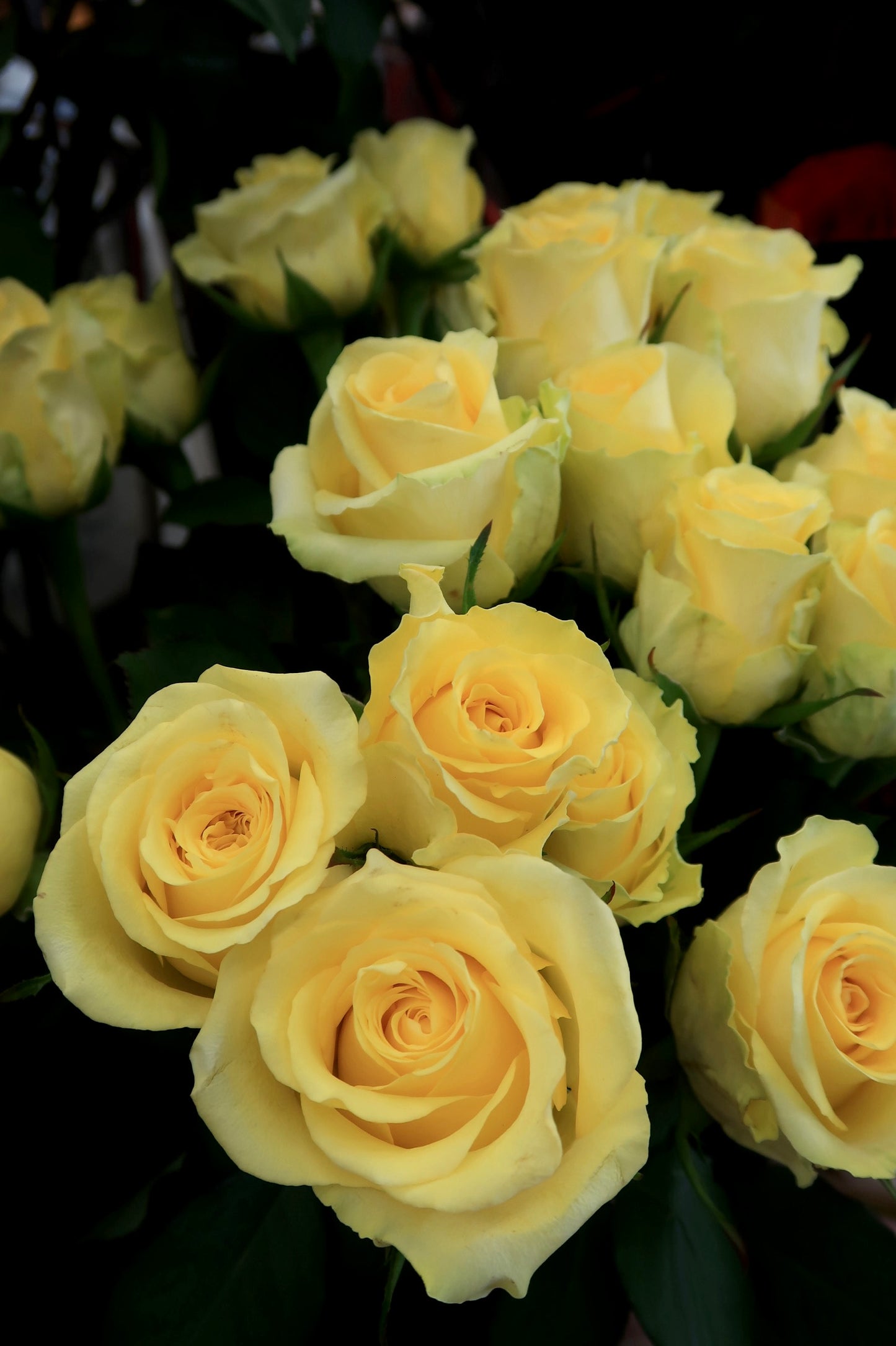 Rose - Yellow