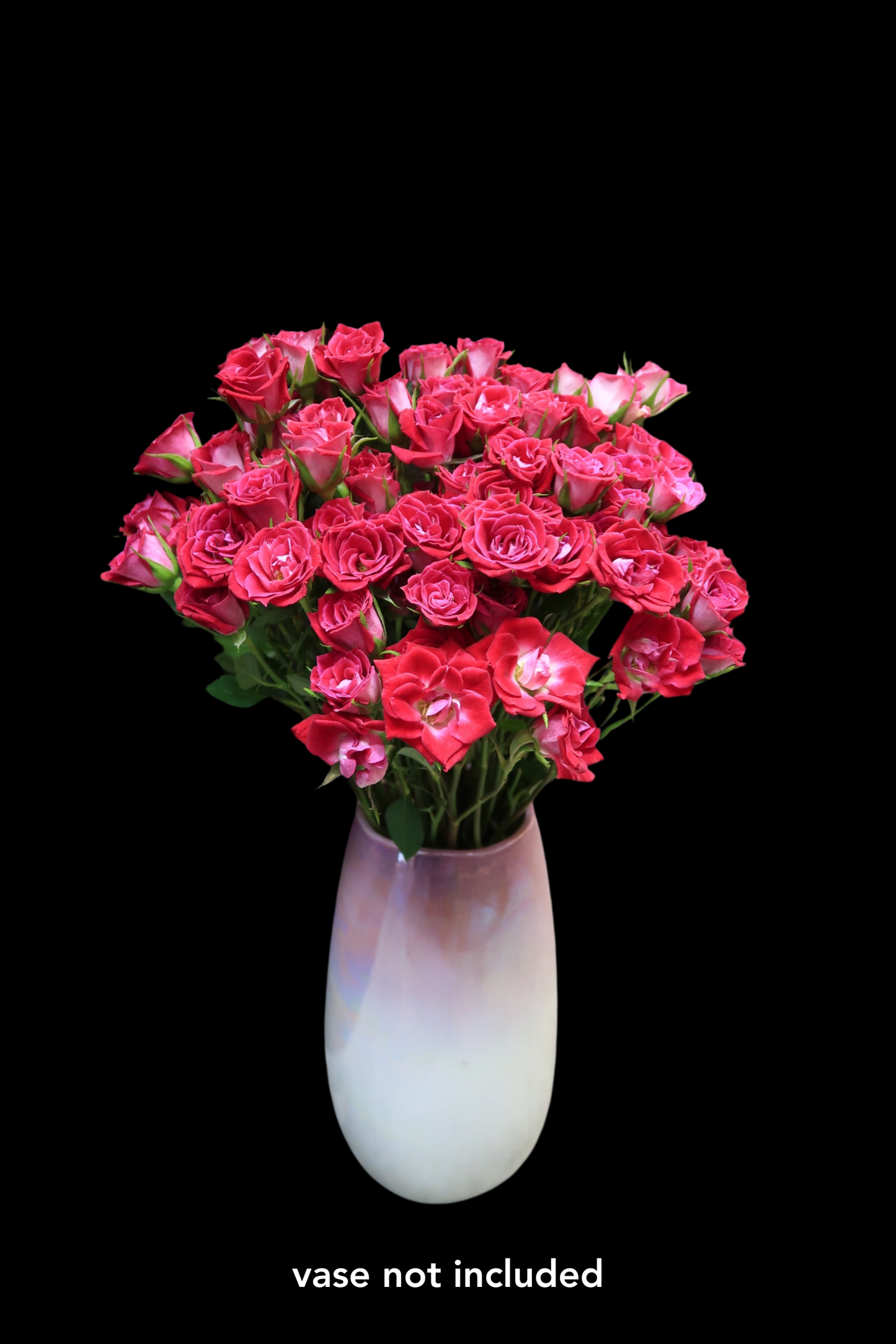 Spray Rose - Possenona