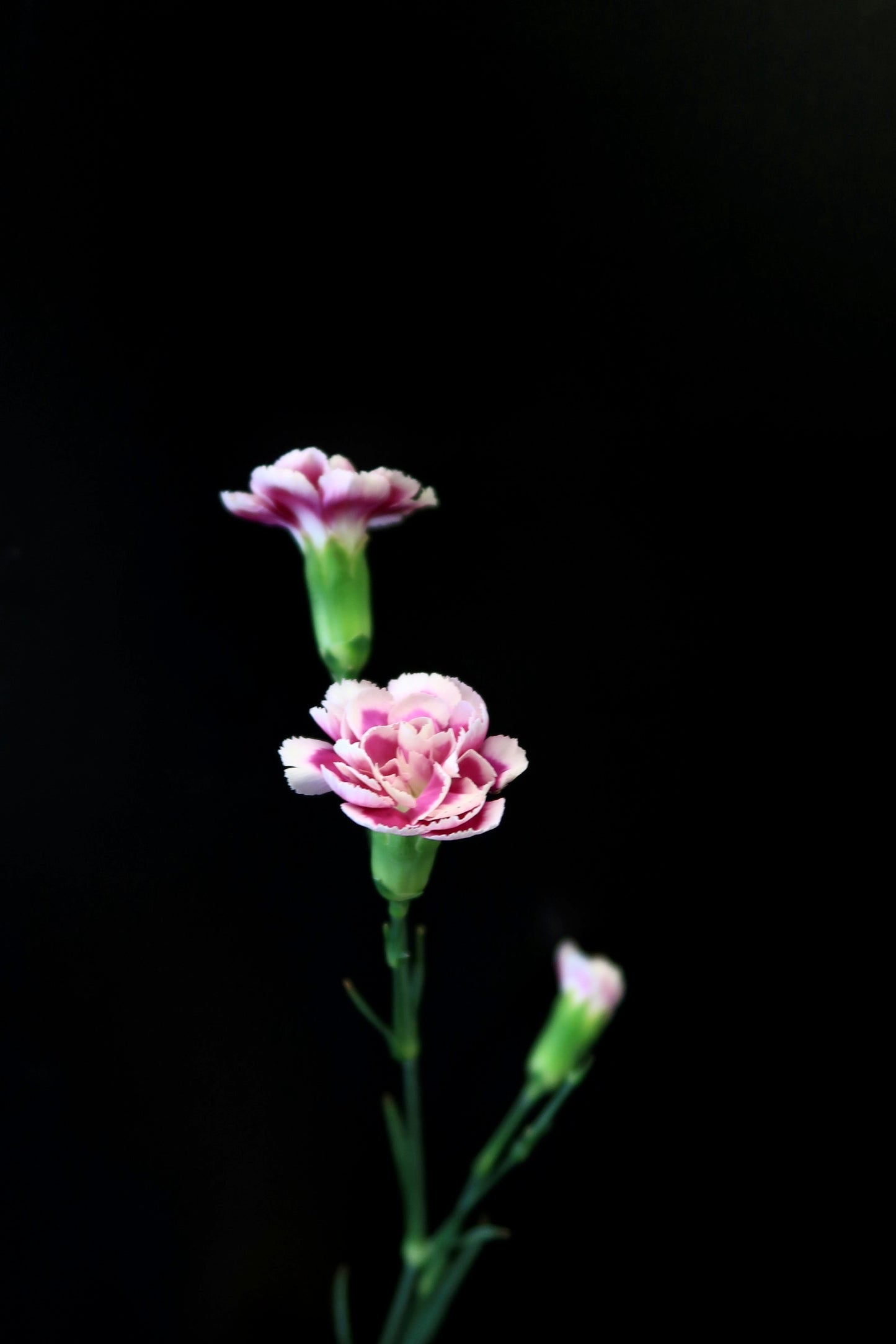 Spray Carnation - Purple / White