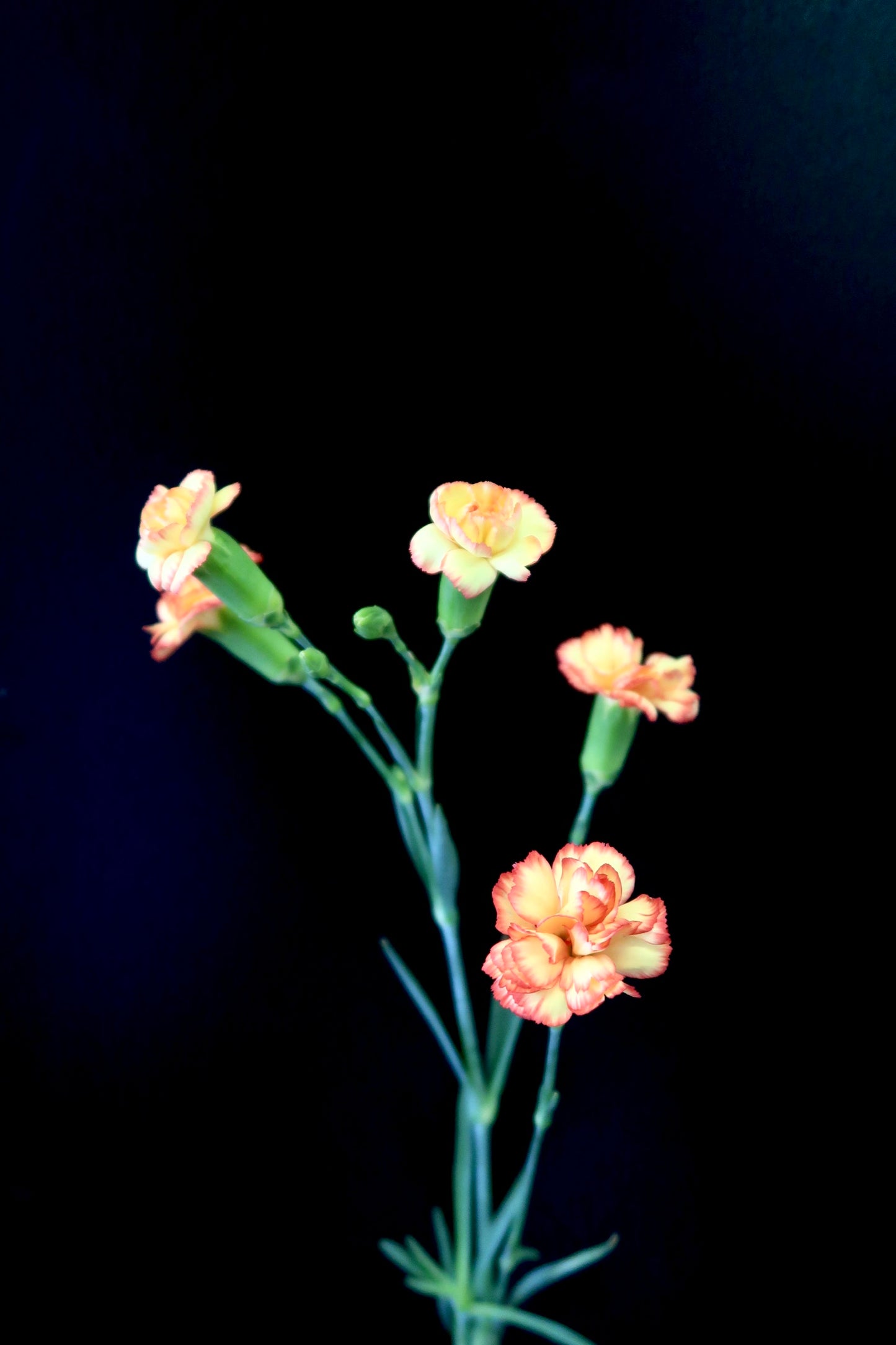 Spray Carnation - Yellow / Orange