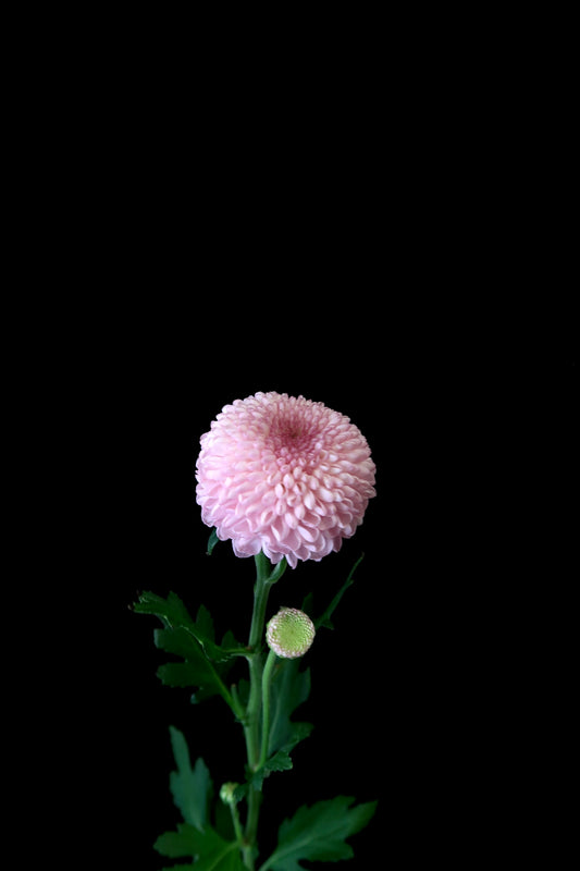 Chrysanthemum Ping Pong - Pink