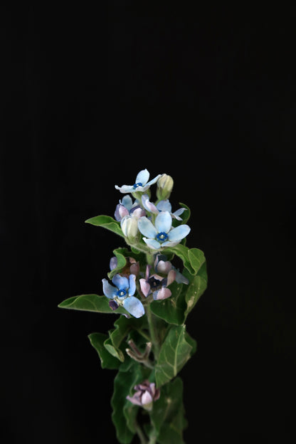 Oxypetalum Blue