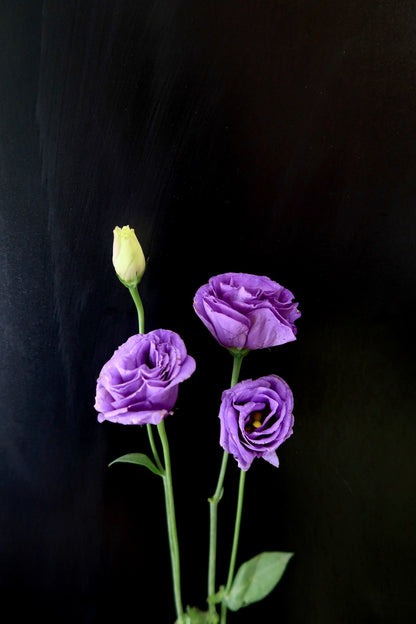 Eustoma - Purple