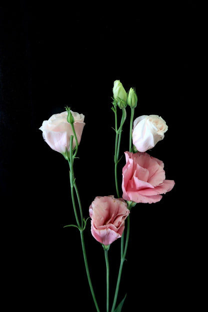 Eustoma - Pink