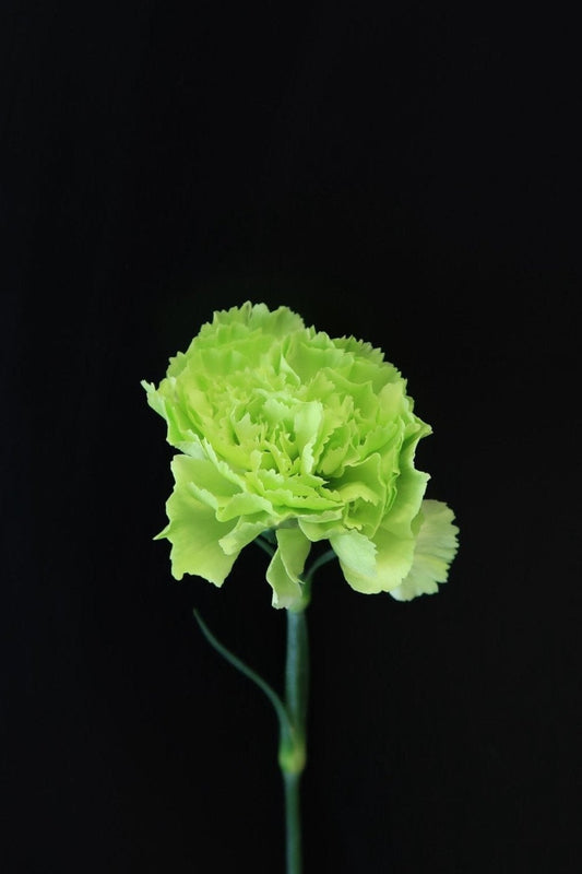 Carnation - Green