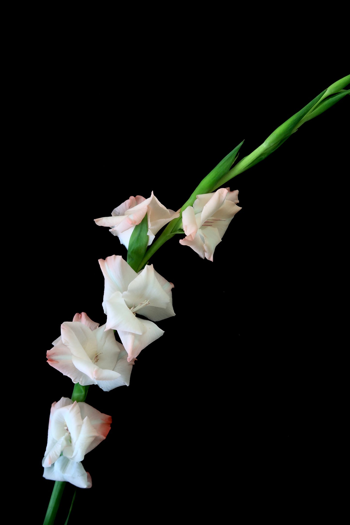 Gladiolus - Light Pink