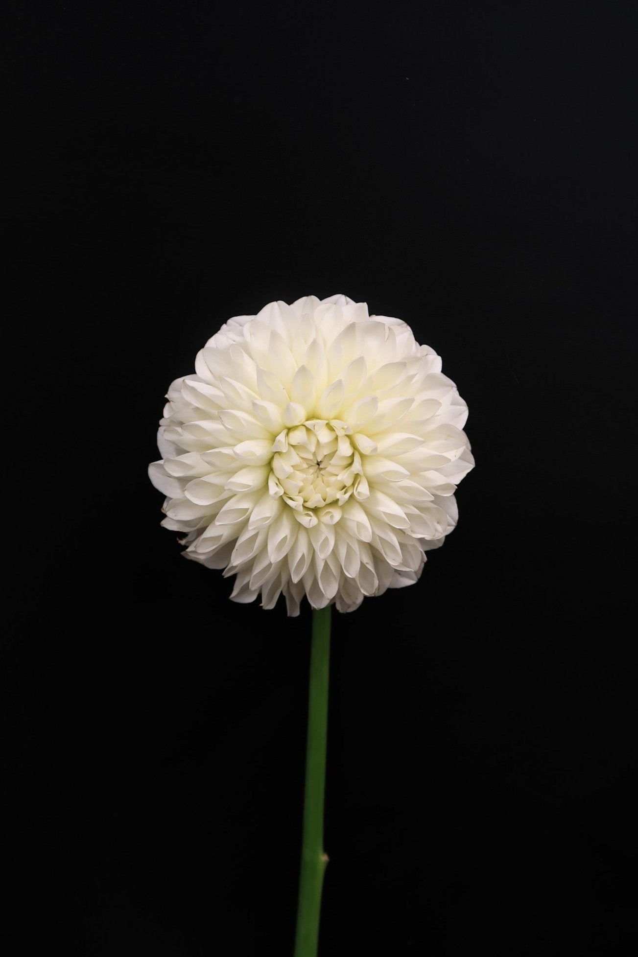 Dahlia - White