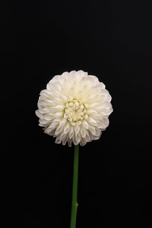 Dahlia - White