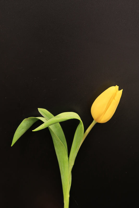 Tulip - Yellow