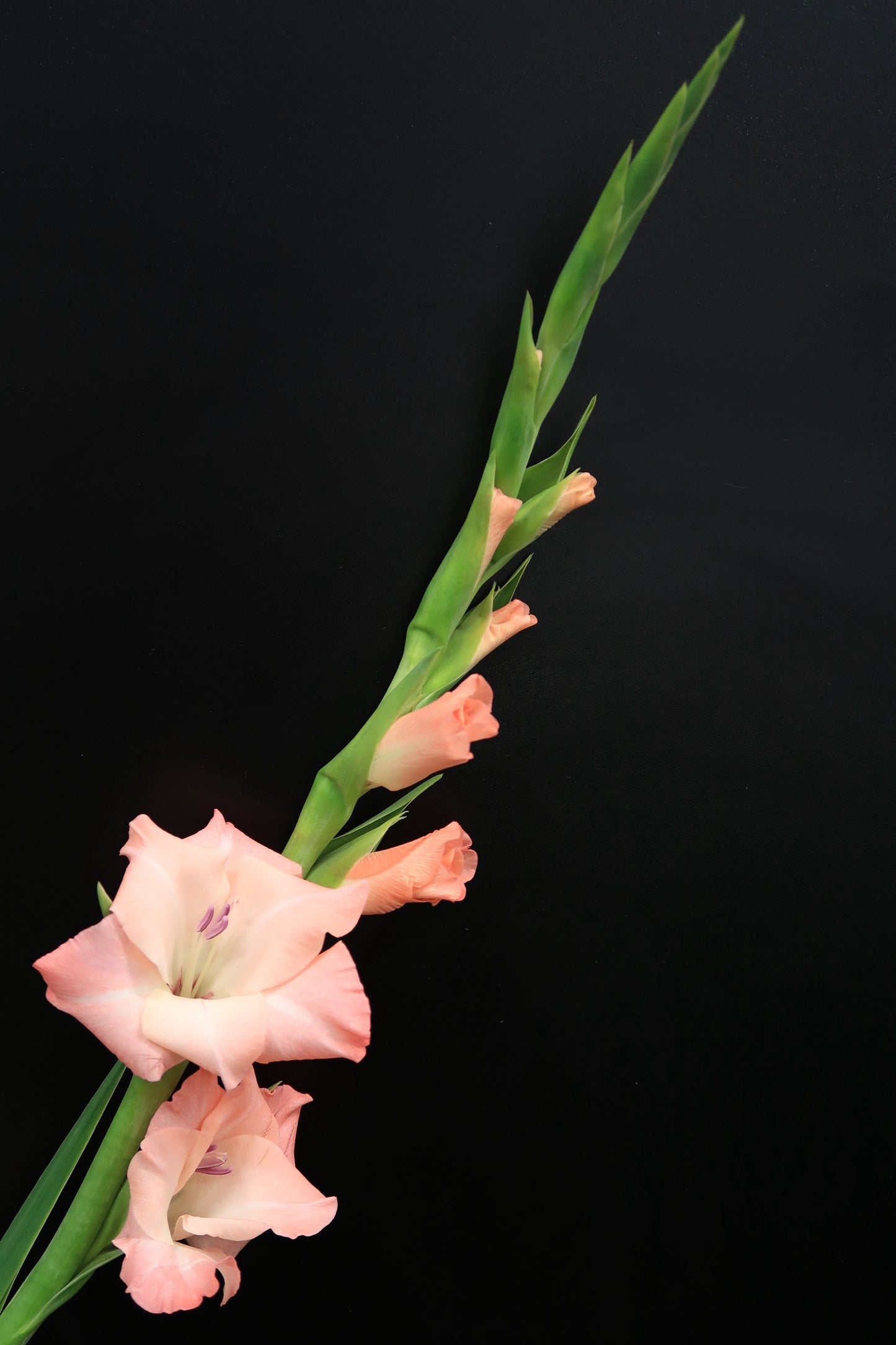 Gladiolus - Pink