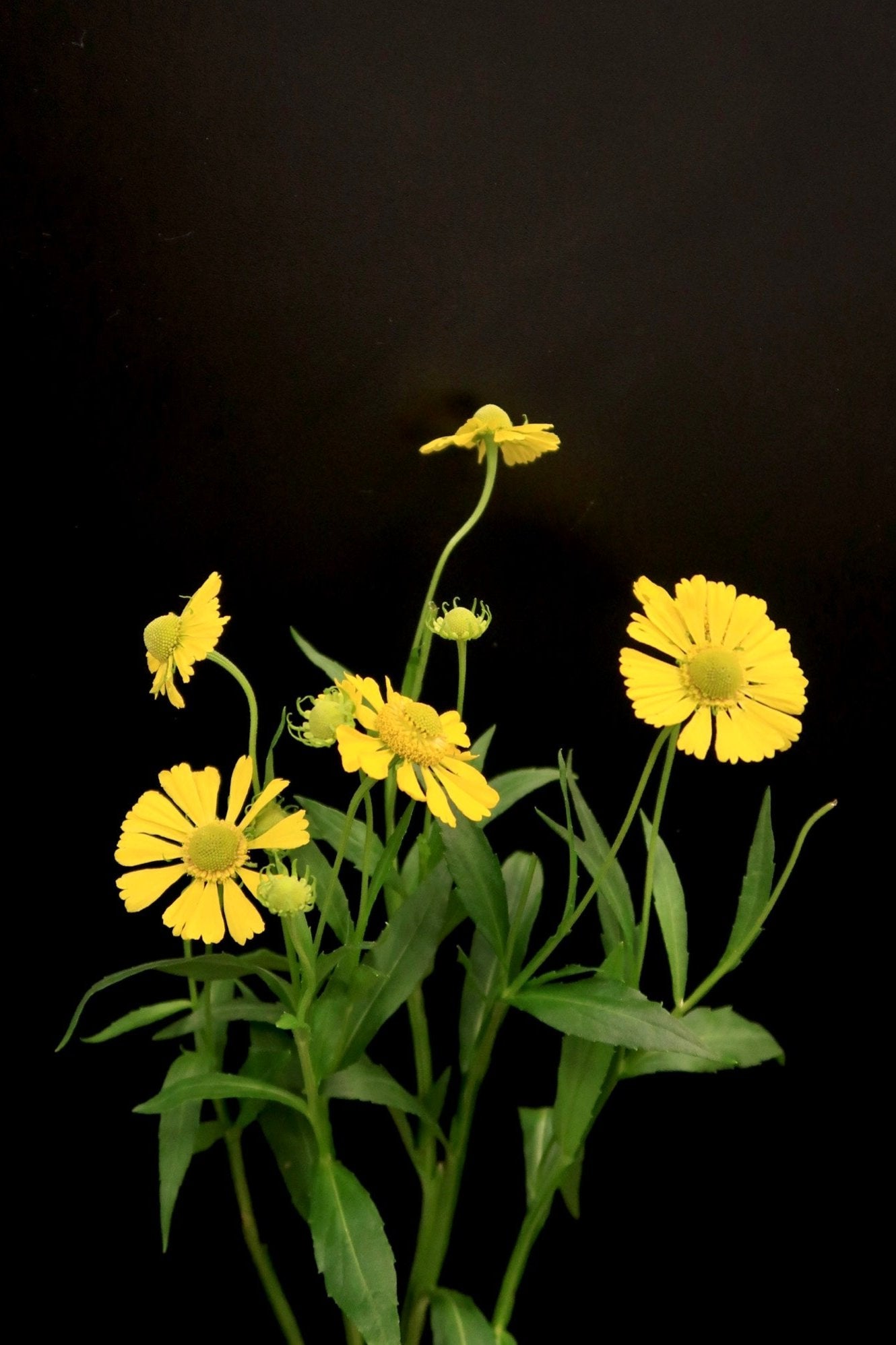 Oil Painting Chrysanthemum - Yellow