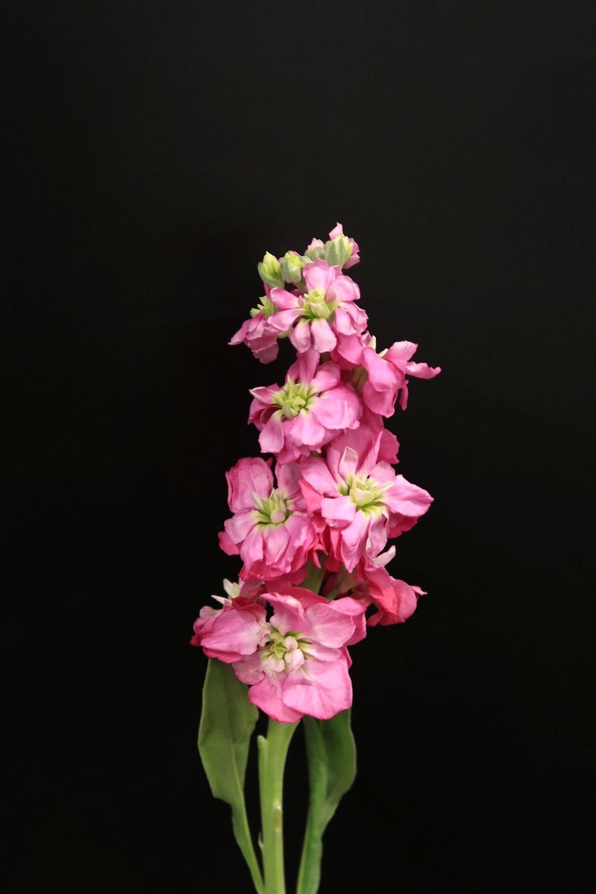 Peach Mathhiola Matthiola - Peach – Dayang Ros Flower Boutique