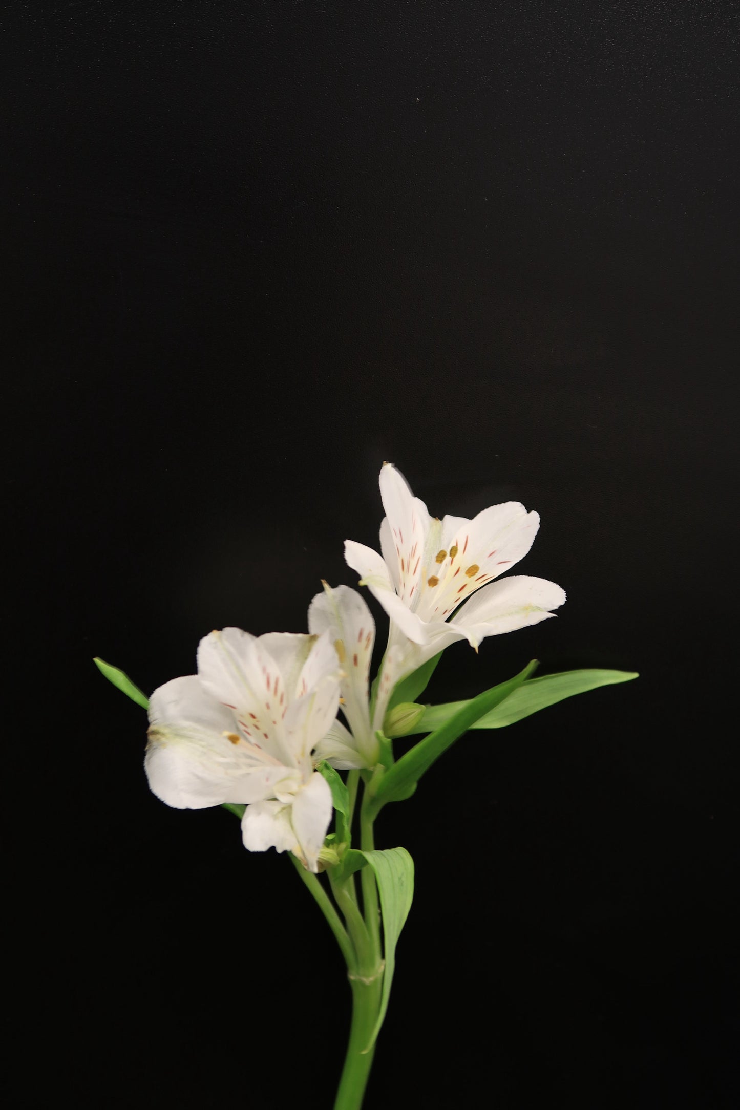 Alstroemeria - White