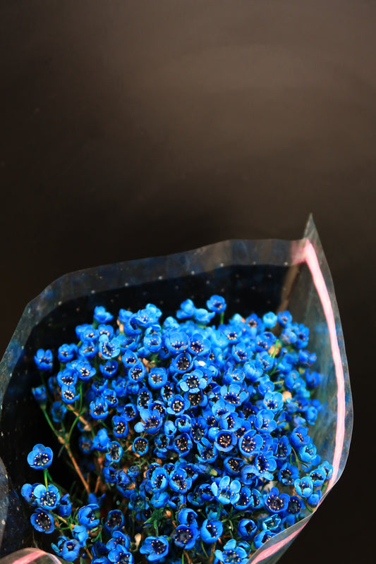 Wax Flower - Blue