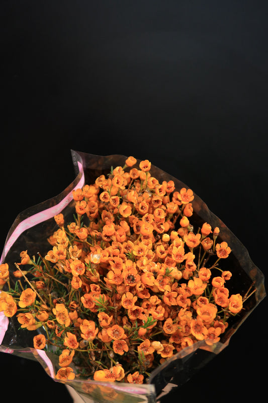 Wax Flower - Orange