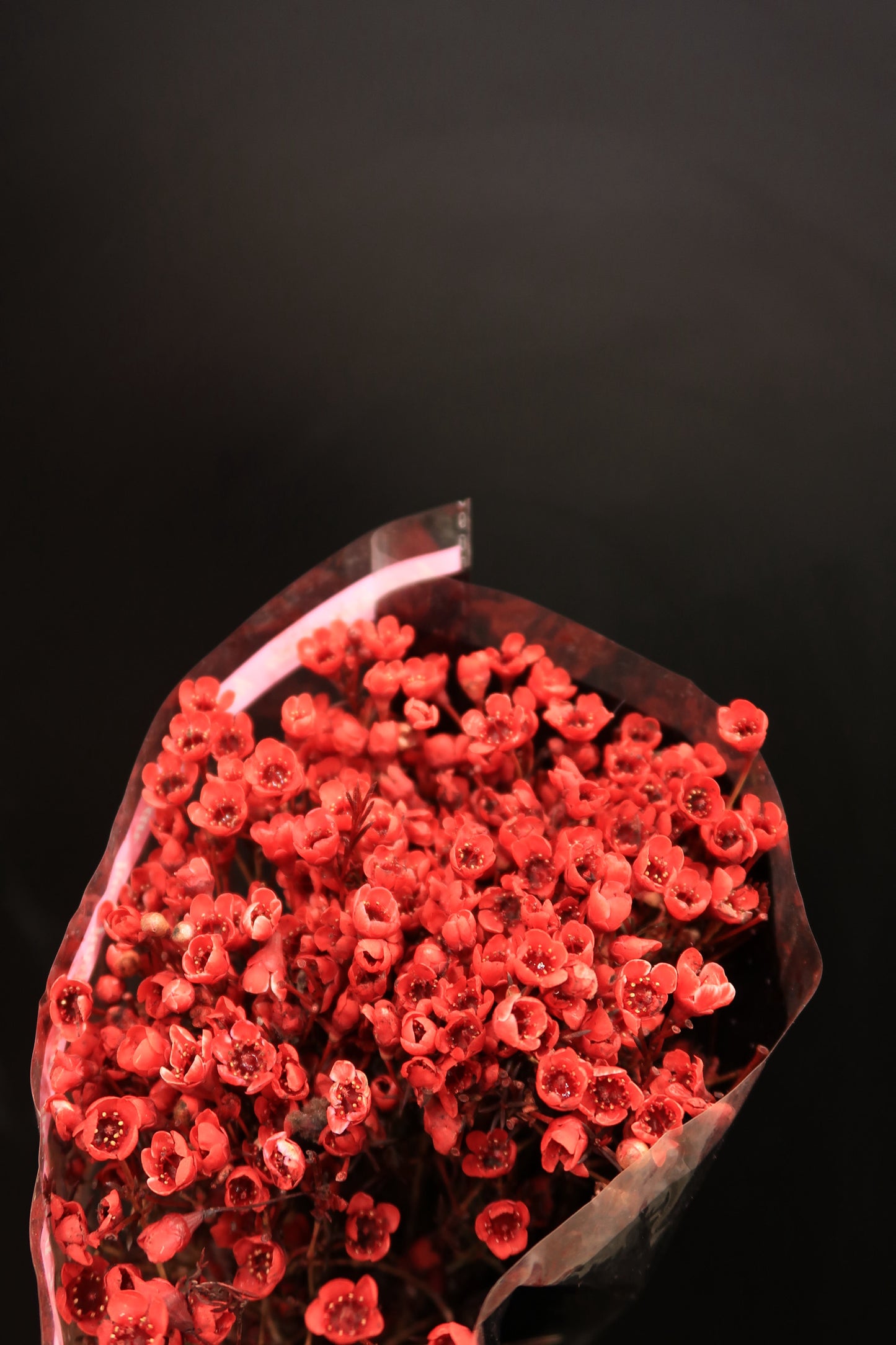 Wax Flower - Red