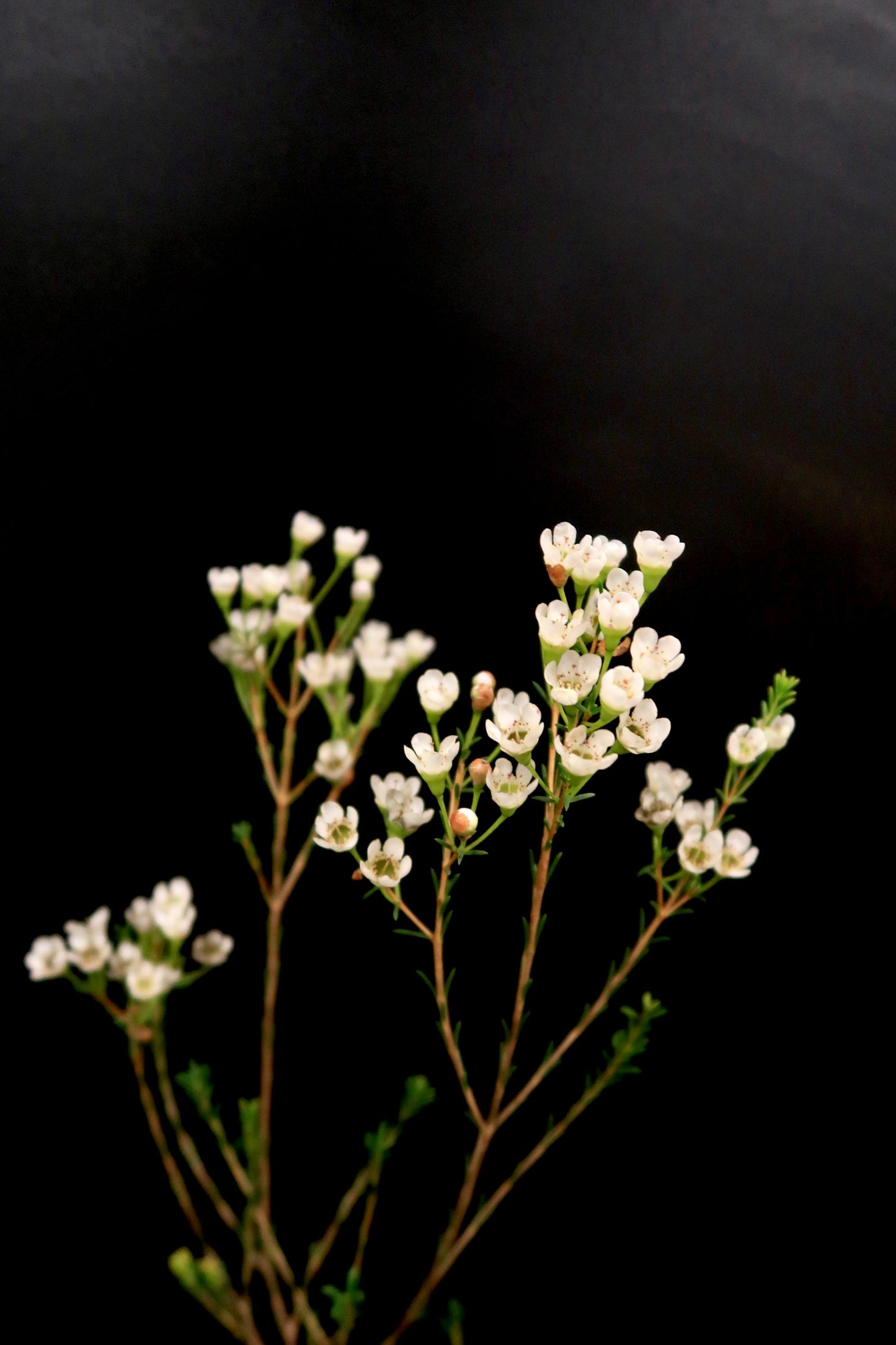 Wax Flower - White