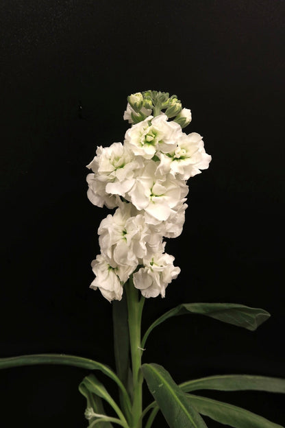 Matthiola - White