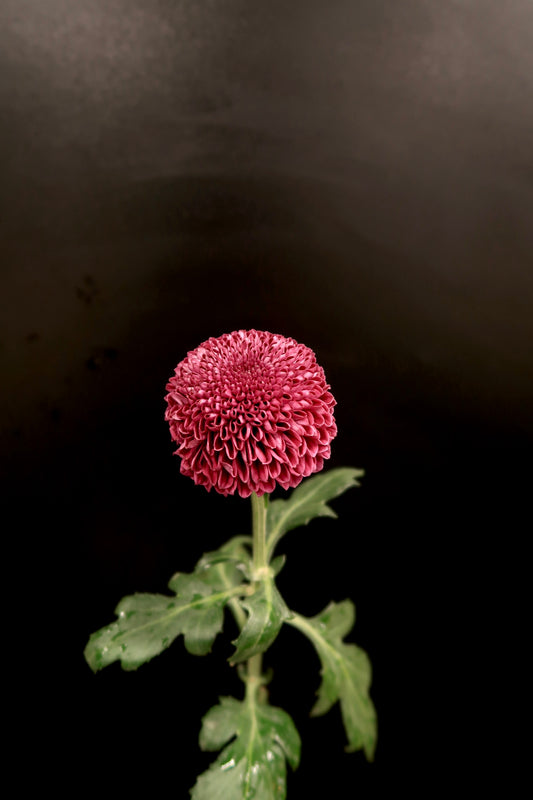 Chrysanthemum Ping Pong - Purple