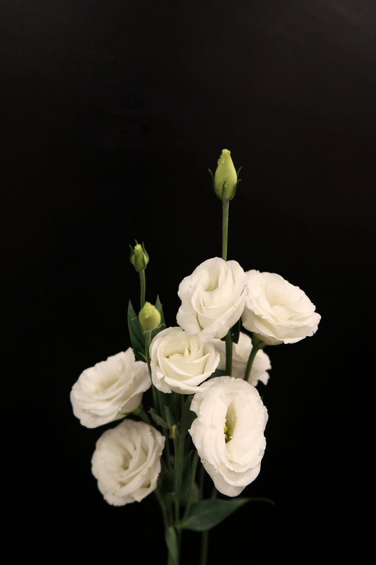 Eustoma - White