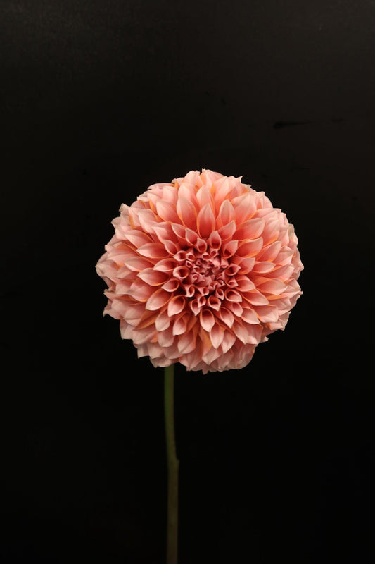 Dahlia - Cream Peach