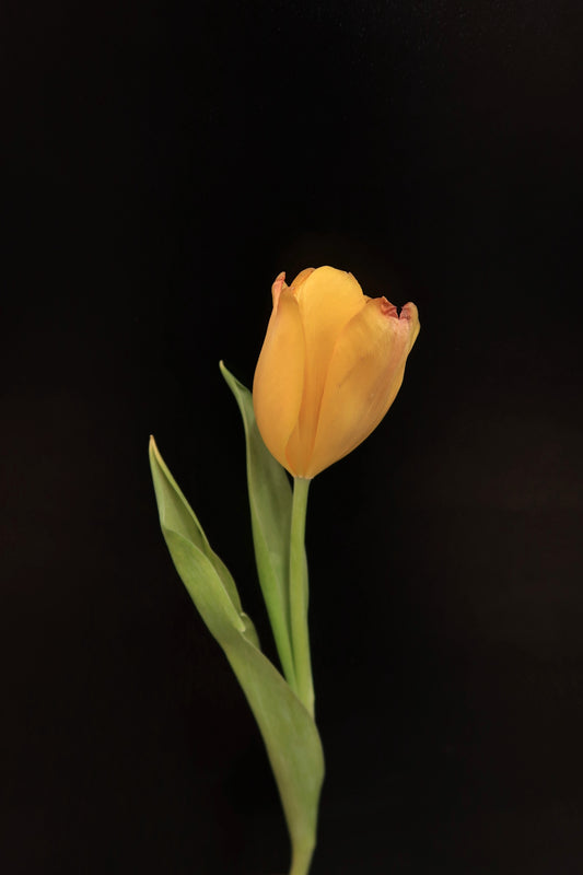 Tulip - Yellow Orange