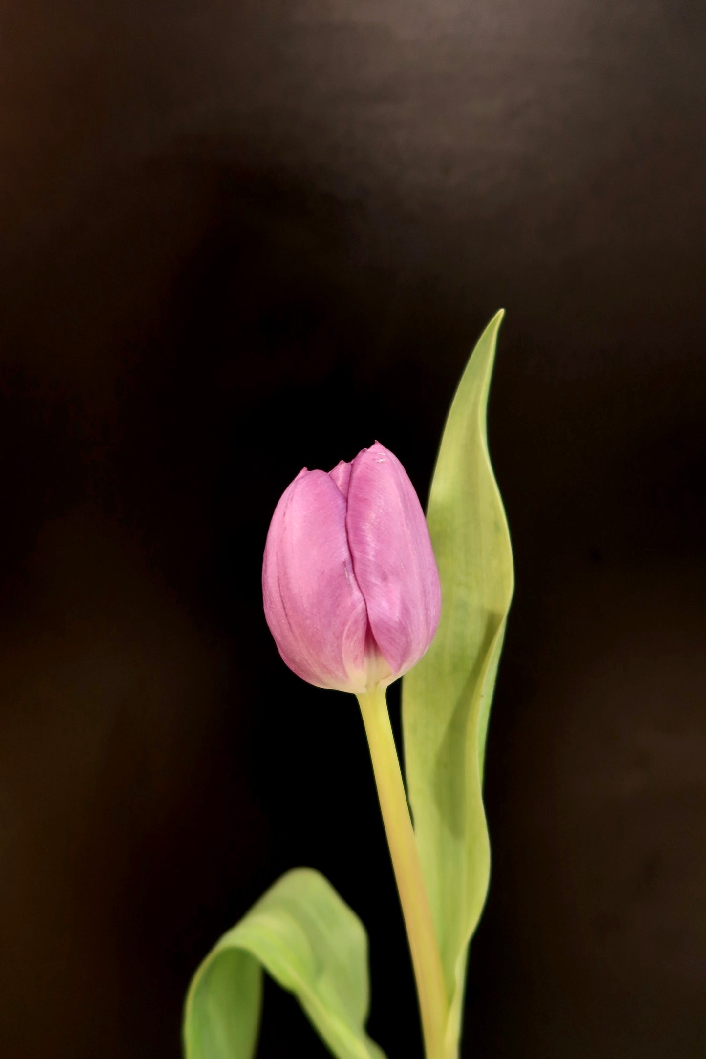 Tulip - Purple