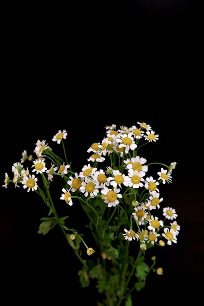 Chamomile