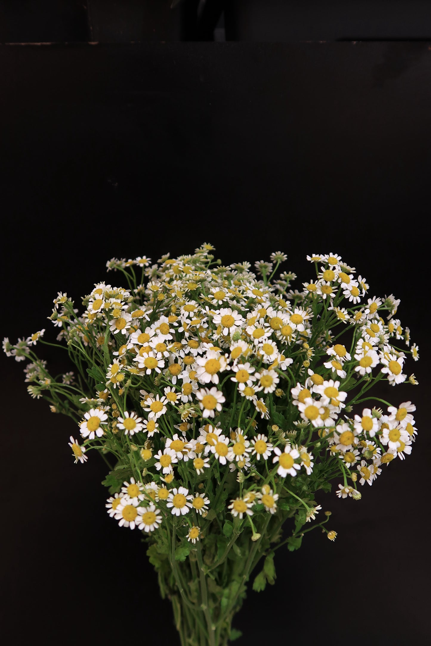 Chamomile