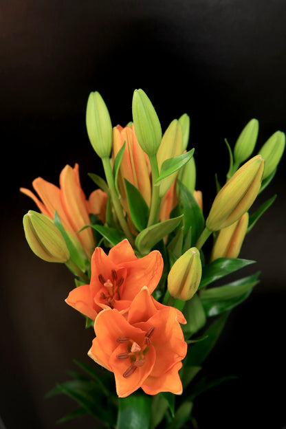 Lily 3+ Orange Dream