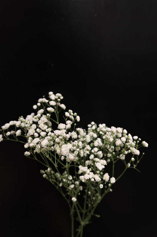 Baby's Breath - White