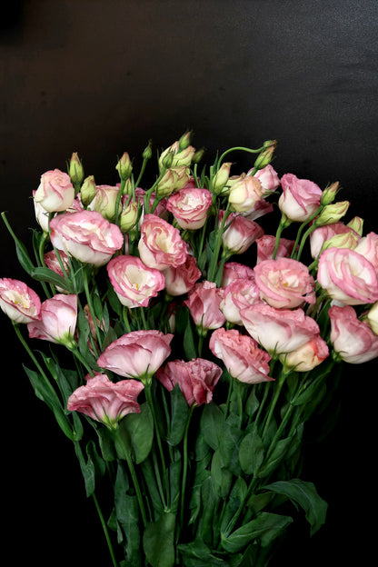 Eustoma - Pink White