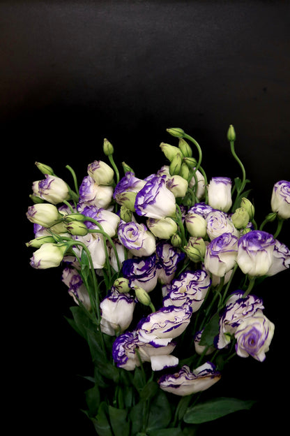 Eustoma - Purple White