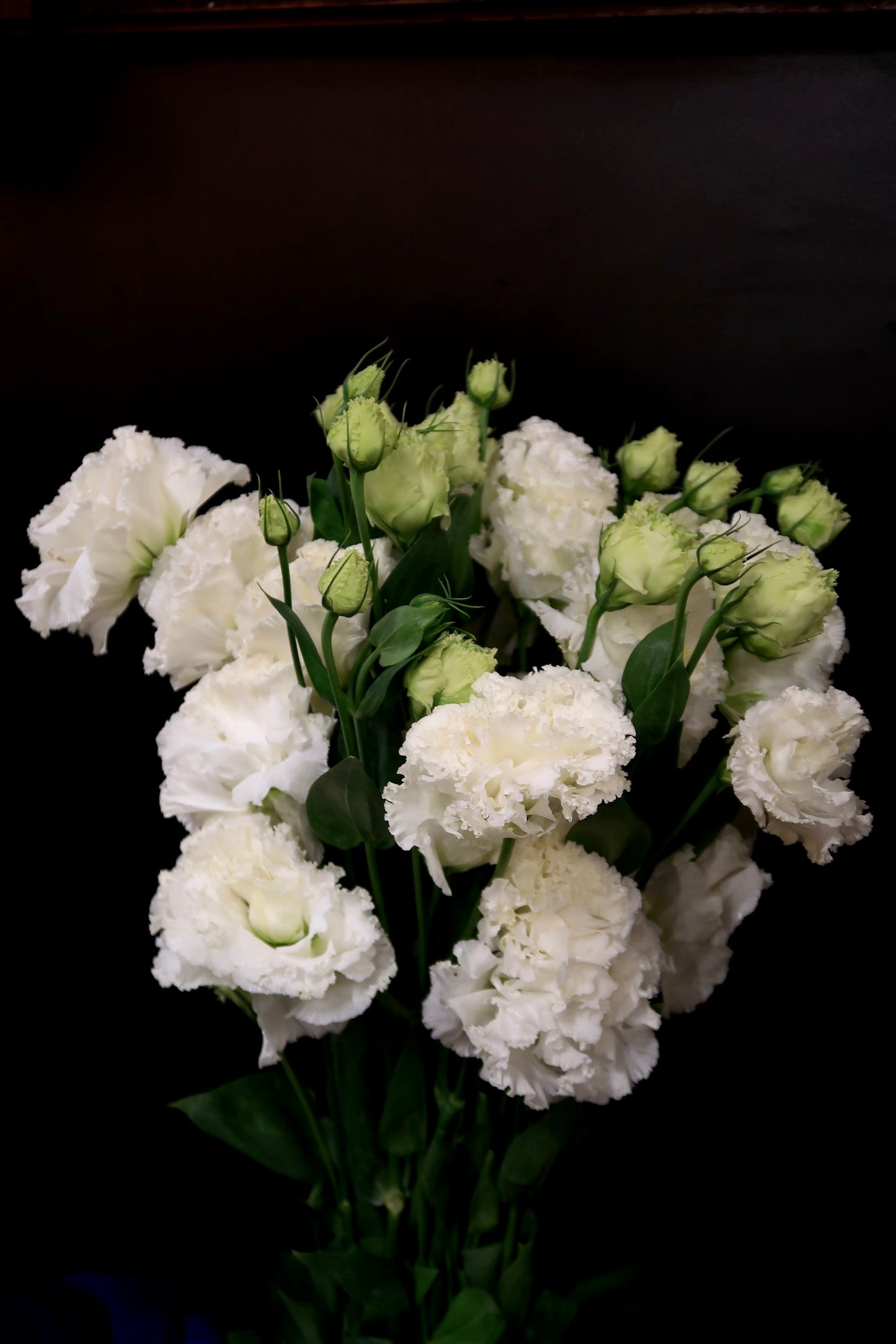 Eustoma Wave - White