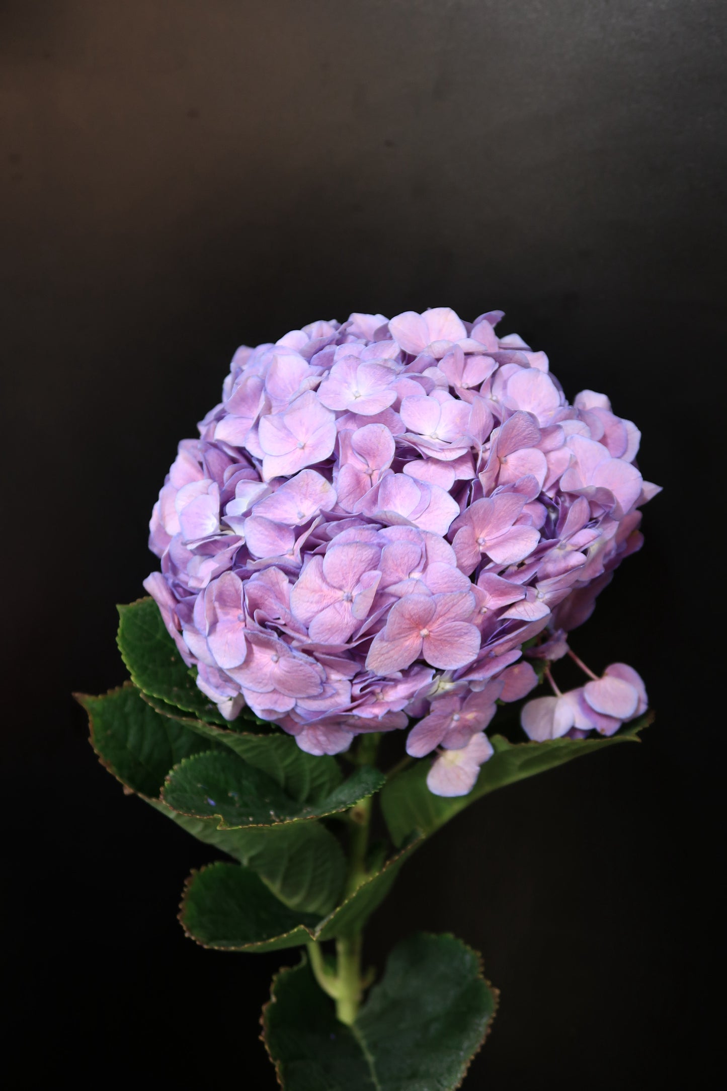 Hydrangea - Purple