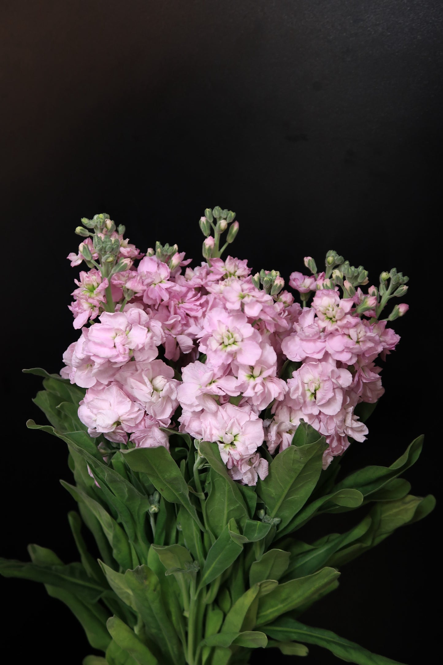 Matthiola - Pink