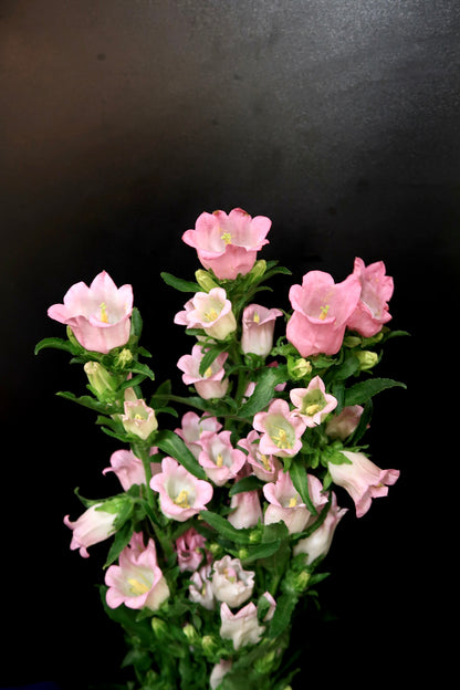 Campanula - Pink