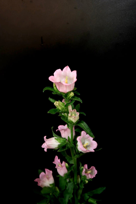 Campanula - Pink