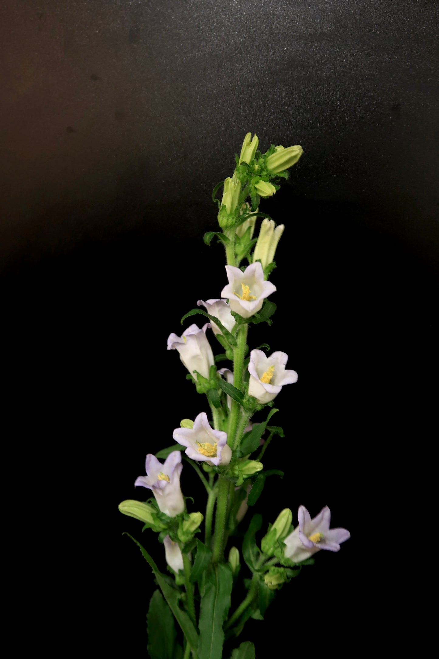 Campanula - Purple