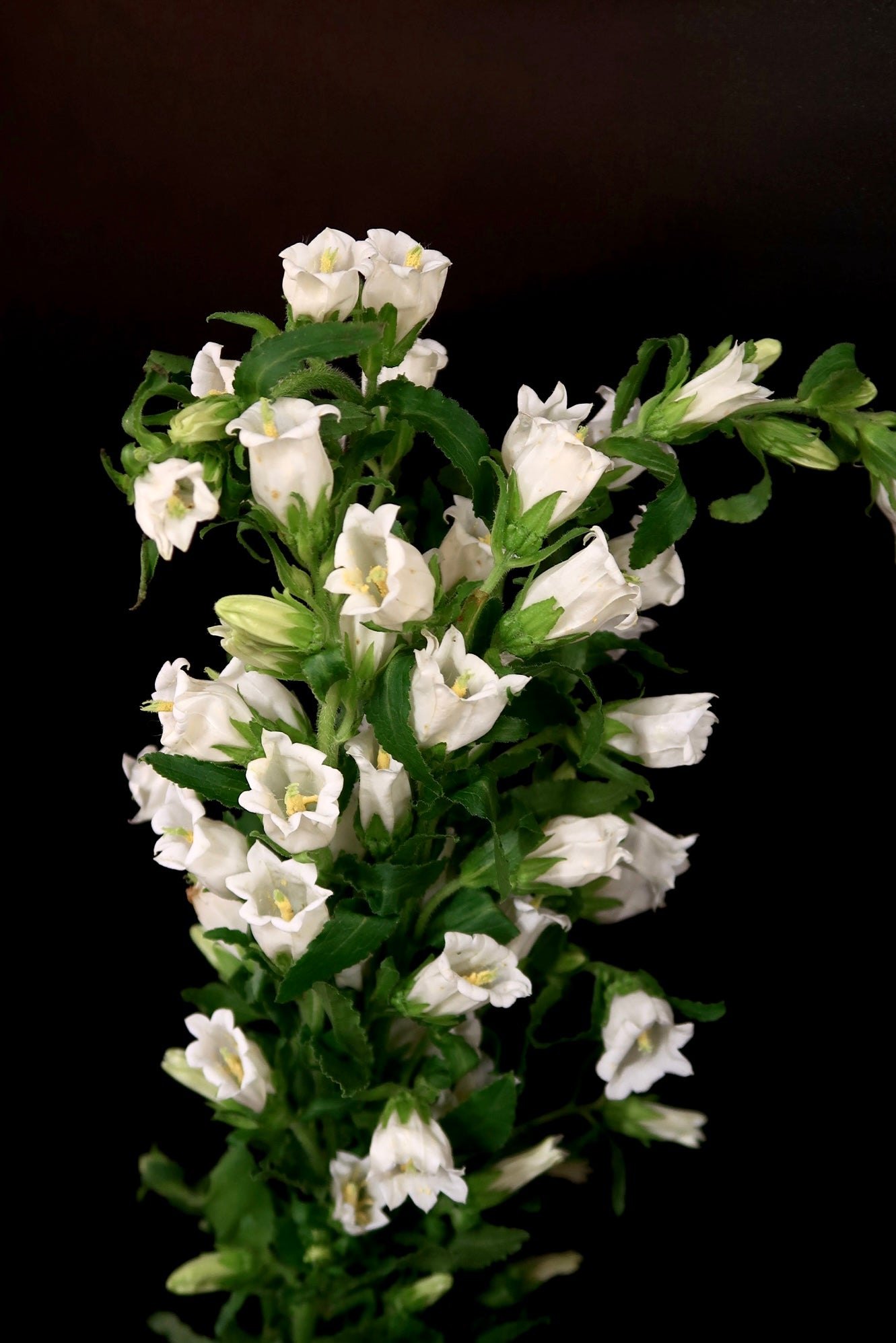 Campanula - White