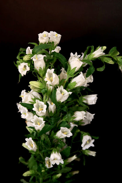 Campanula - White