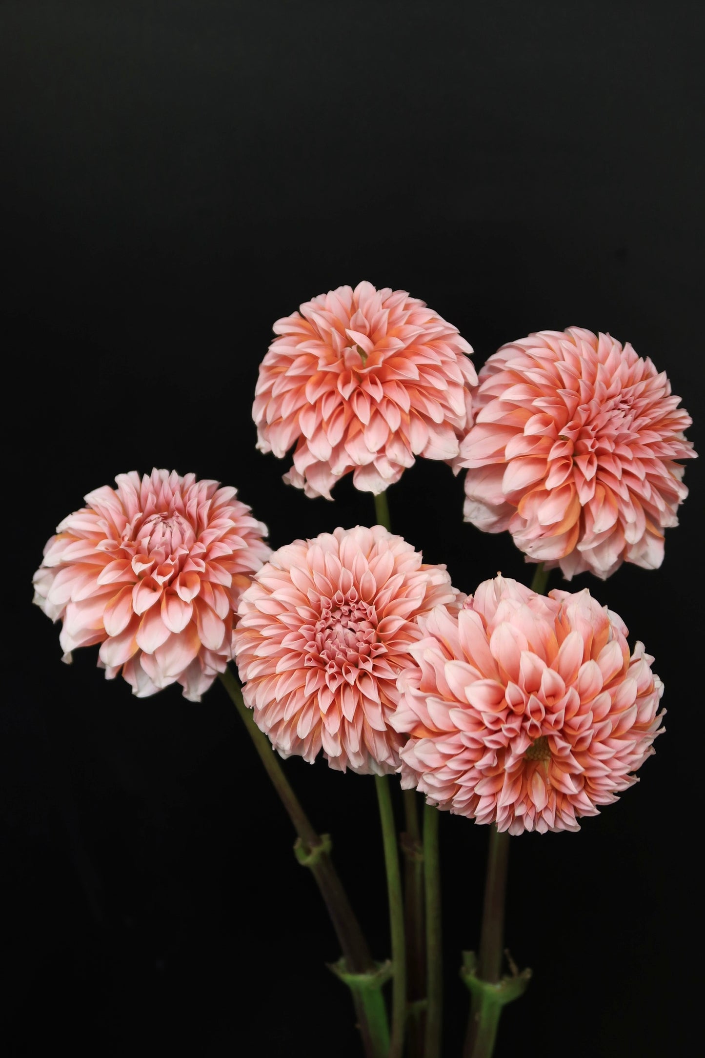 Dahlia - Cream Peach