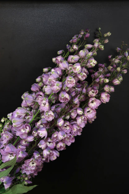 Delphinium - Light Purple